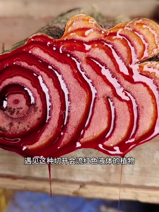 挖深山鸡血藤晒片！广西长寿地出品，无硫更安心