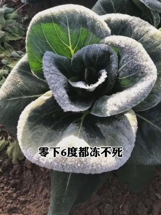 黑叶苏州青,无筋无丝,清脆爽口,易种植,耐寒抗冻能力强!