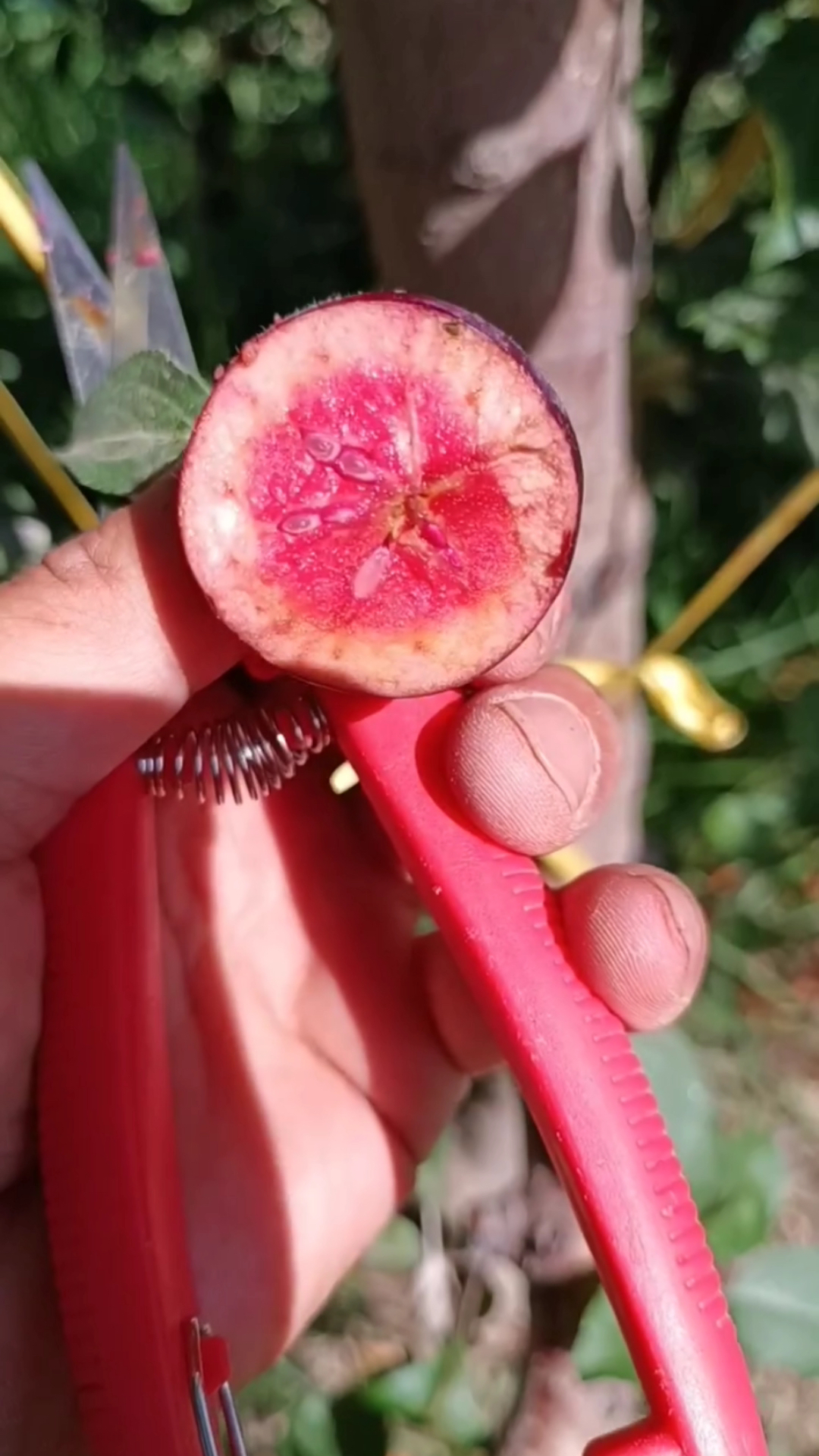 说起红肉苹果并不稀奇,市面上的“红色之爱”已经推广好多年