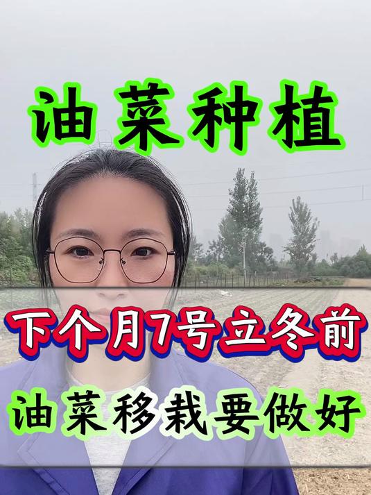 油菜 下个月7号立冬前 油菜移栽要做好