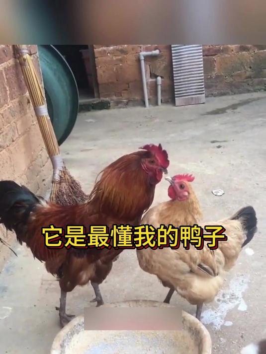 它是最懂我的鸭子#搞笑动物配音#