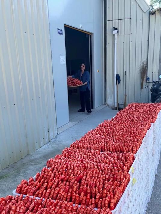 纯活九节虾炭火慢烤虾干 金黄酥脆海味扑鼻 天然零添加!