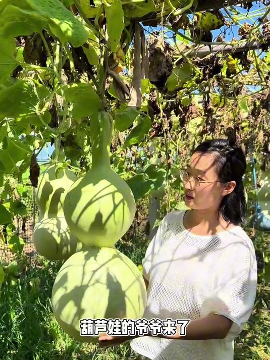 有钱人都在种的,巨型大葫芦!
