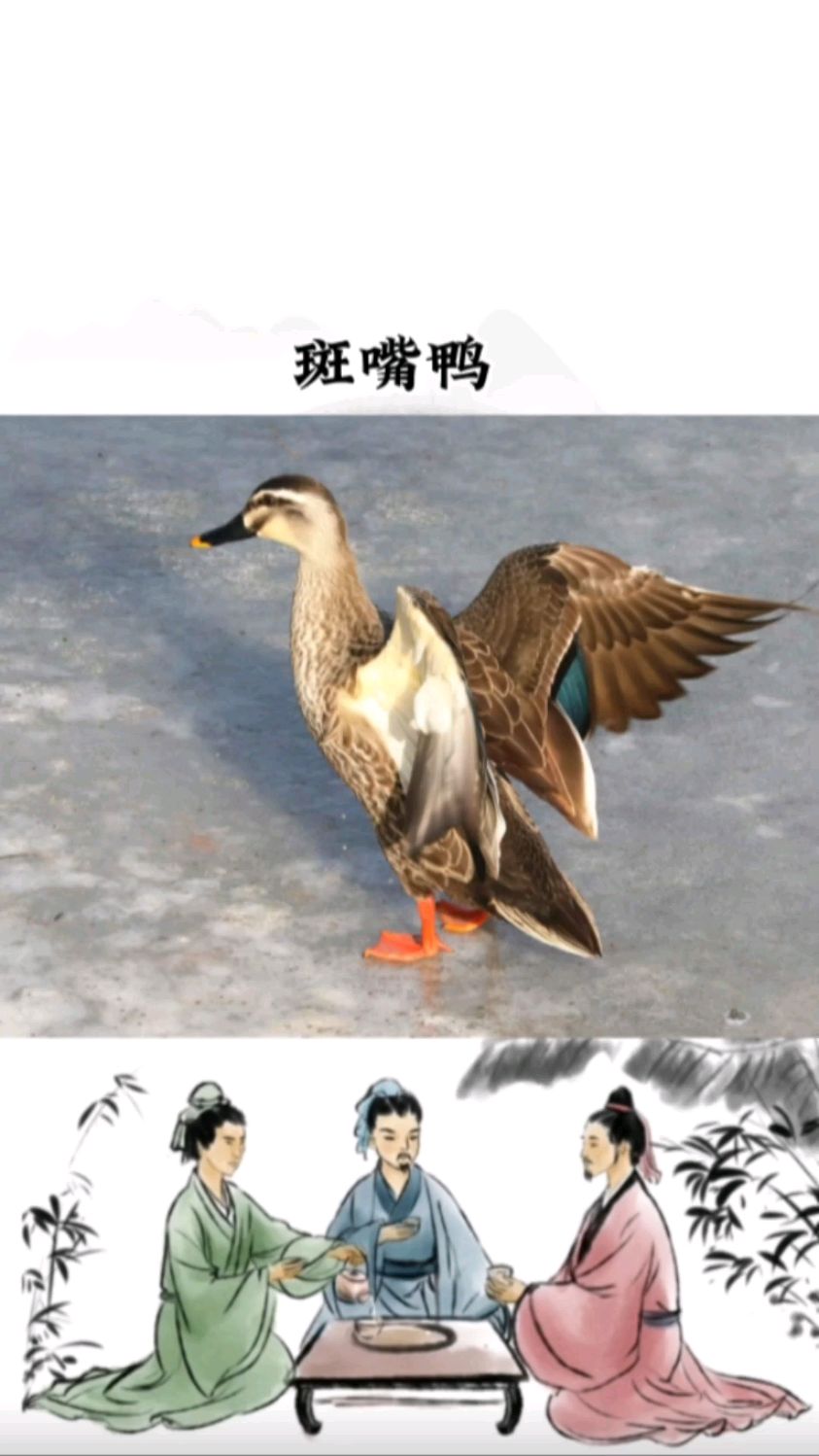 斑嘴鸭,不擅长潜水,常在湖泊,河流,水库见到的野鸭种类之一,你见过它们吗?