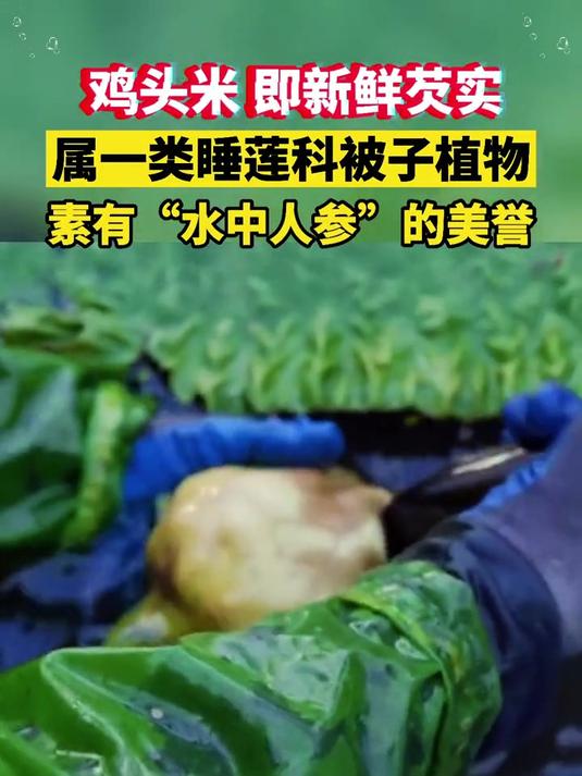 芡实,长得像鸡头,被称为水中人参
