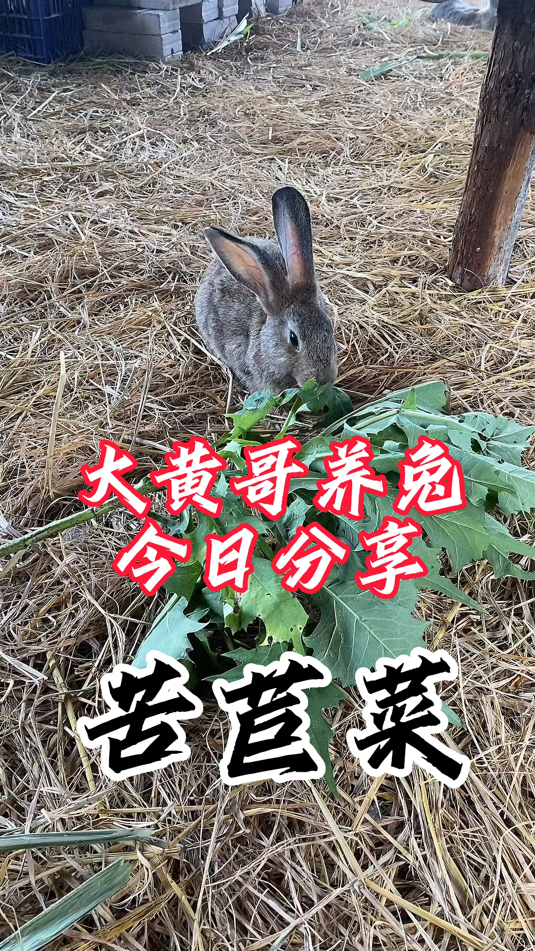 兔子吃苦苣菜的好处