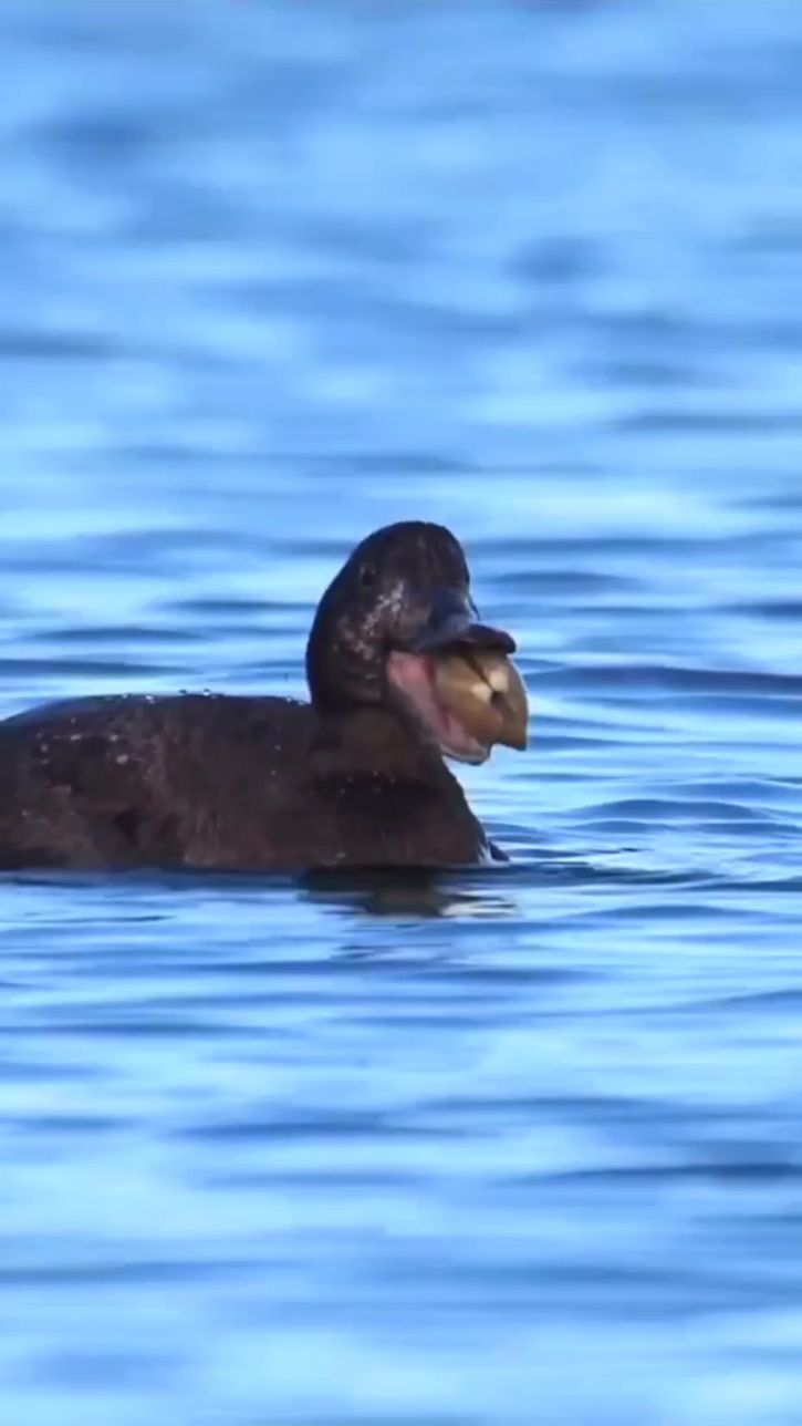 黑鸭吞大贝壳