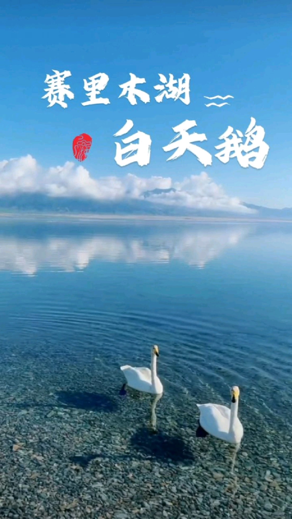 大美新疆赛里木湖还有美丽的白天鹅,中国最美湖泊之一