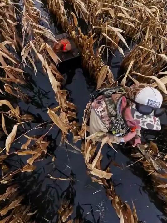 国外的人都不喜欢吃野鸭,因此一度导致当地的野鸭泛滥成灾!