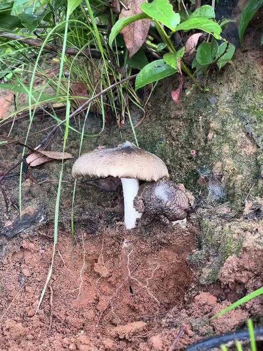 松树林的鸡枞开始到爆发期了，朵朵精品高颜值