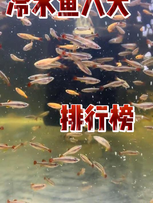 冷水鱼八大排行榜
