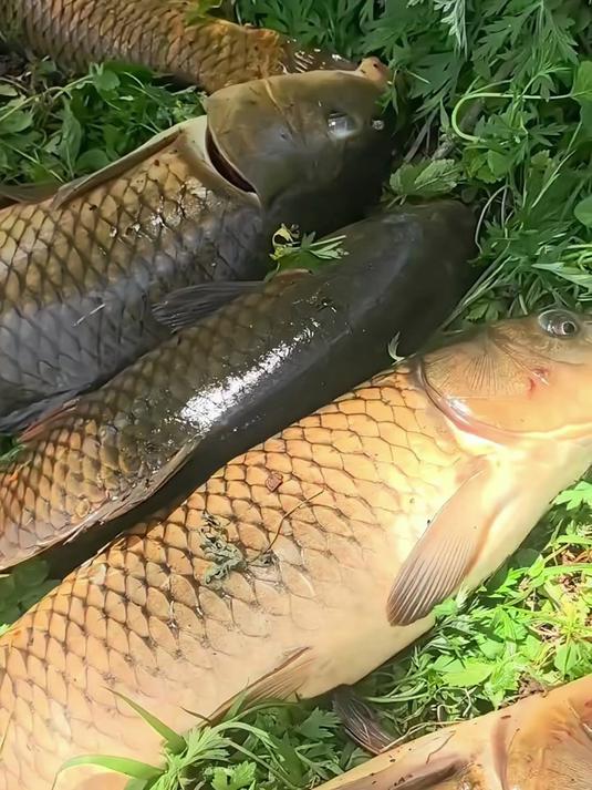 这才是夏季钓大鱼该用的饵料