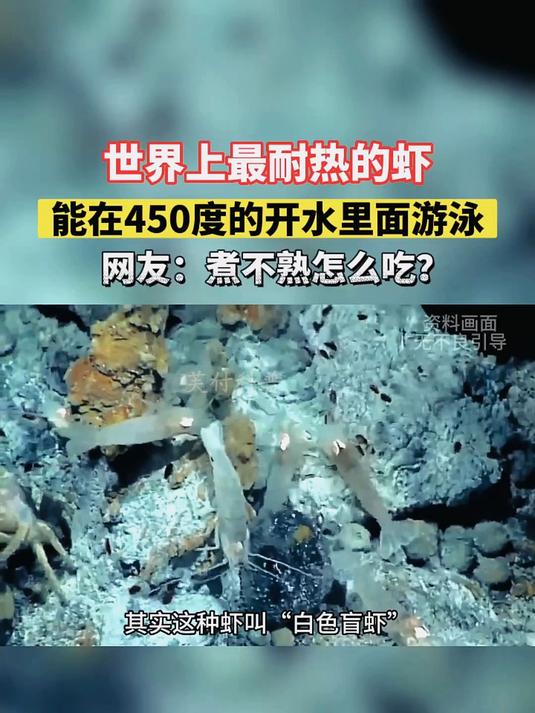 世界上最耐热的“虾”,能在450度的开水里面游泳