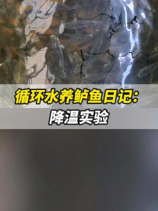 循环水养鲈鱼日记:降温实验