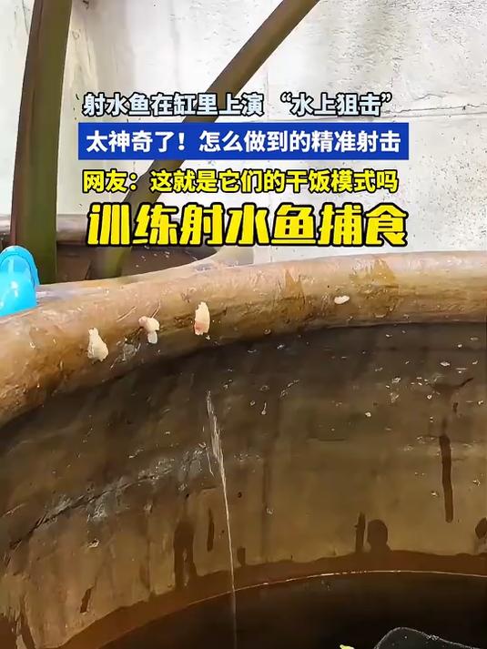 射水鱼在缸里上演 “水上狙击”,太神奇了,怎么做到的精准射击