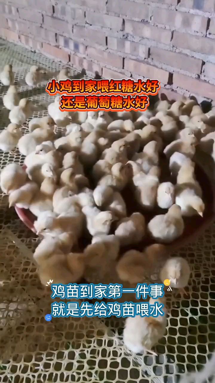 鸡苗到家怎么喂,喂葡萄糖好,还是红糖好