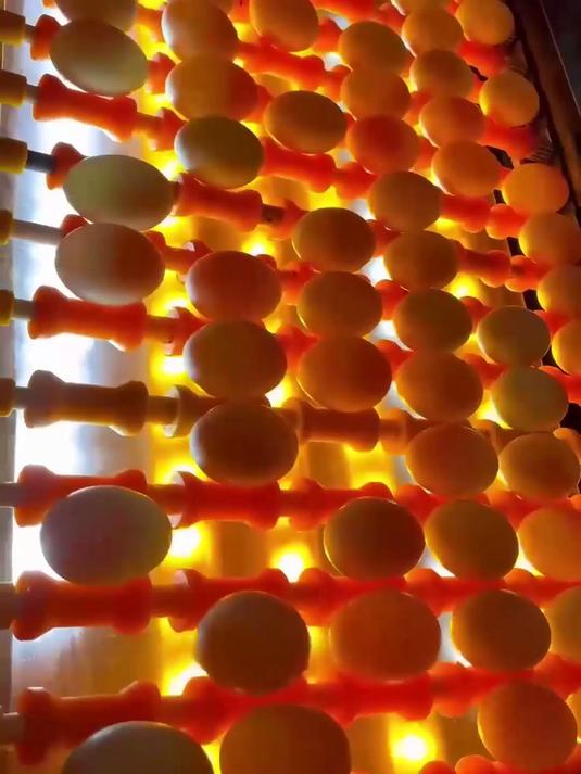 起沙流油的快乐谁懂!北海烤海鸭蛋不齁咸～