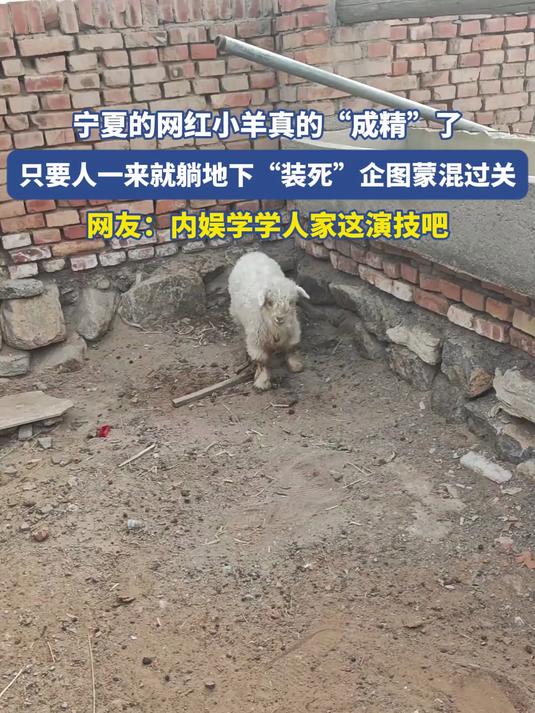 宁夏的网红小羊真的“成精”了,一来人就躺地下“装死”