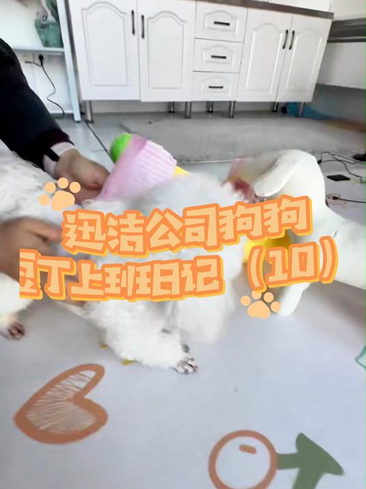 狗狗到公司先把纸尿裤穿上防止乱撒乱尿#宠物纸尿裤#迅洁防护