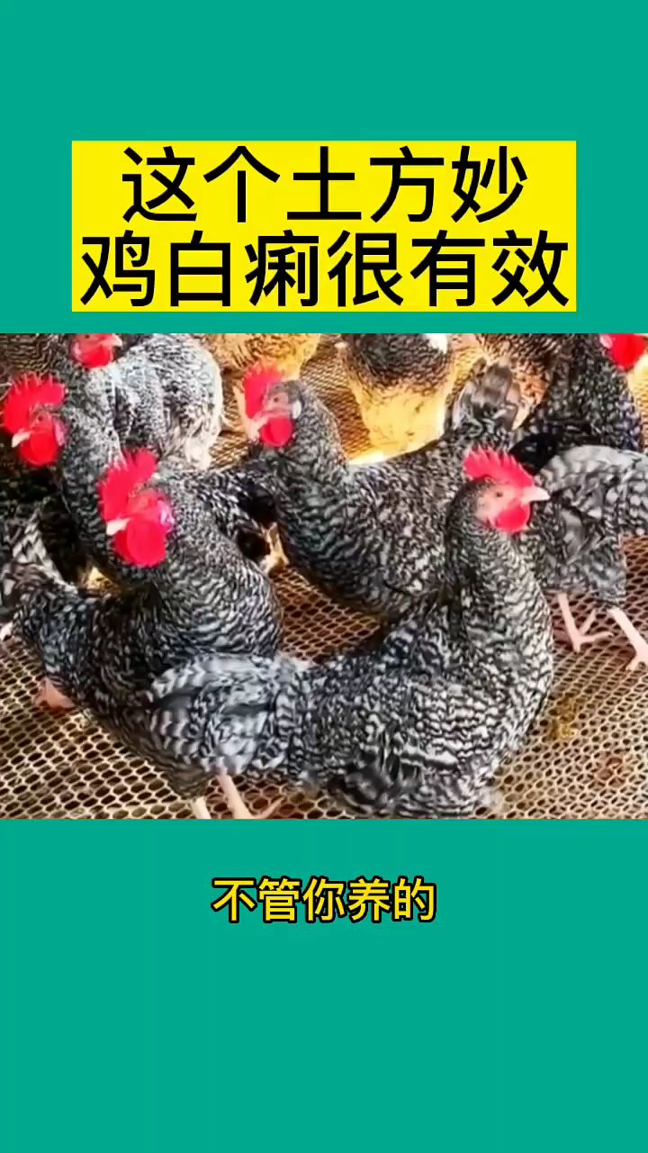 治疗鸡白痢小土方