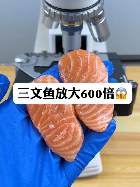 三文鱼真有寄生虫吗?显微镜下的世界 微观世界