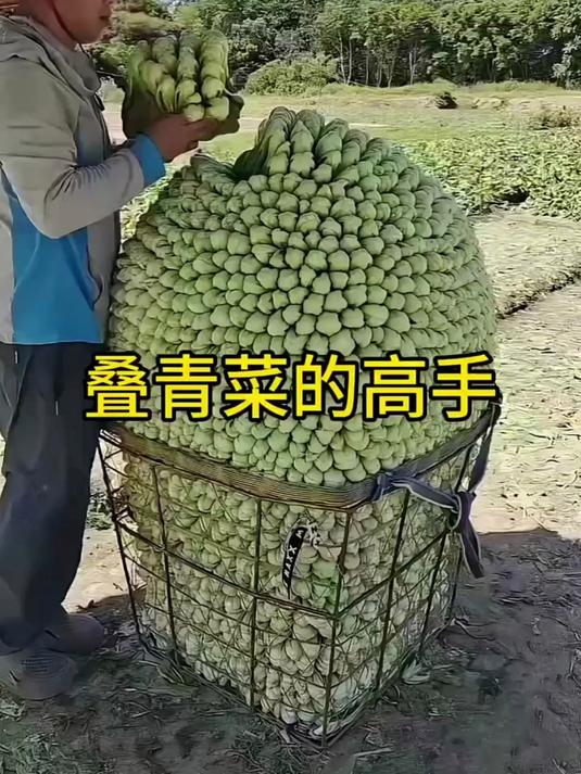 叠青菜的高手