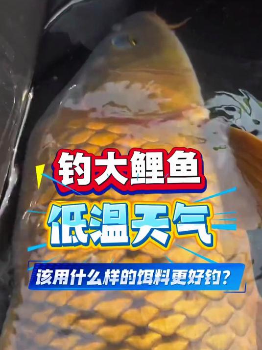 天逸激活浓腥饵！野钓鲫鱼鲤鱼神器，全水域通用，一包搞定