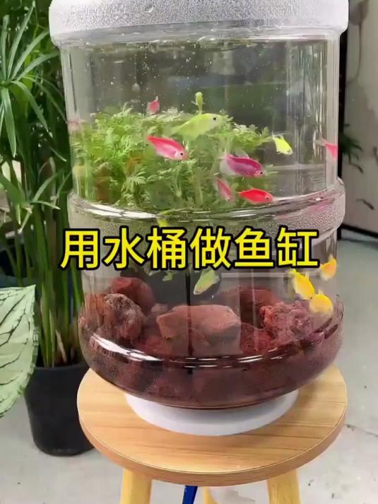 用水桶做鱼缸