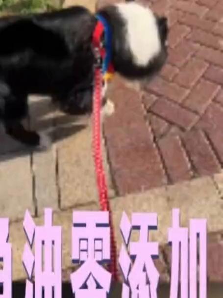 满满一瓶只有纯三文鱼油，掉毛季来了赶紧屯吧！#鱼油#纯三文鱼油#dha#猫犬通用#美毛亮毛