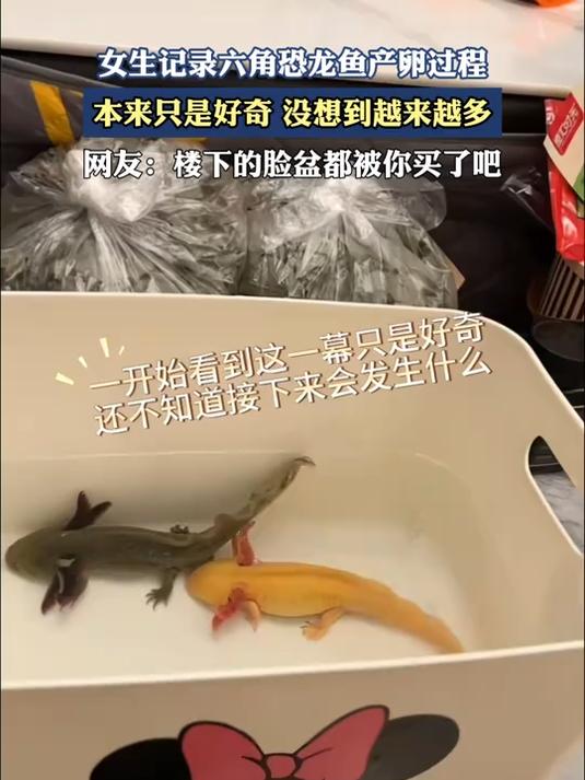 女生记录六角恐龙鱼产卵过程，本来只是好奇，没想到越来越多