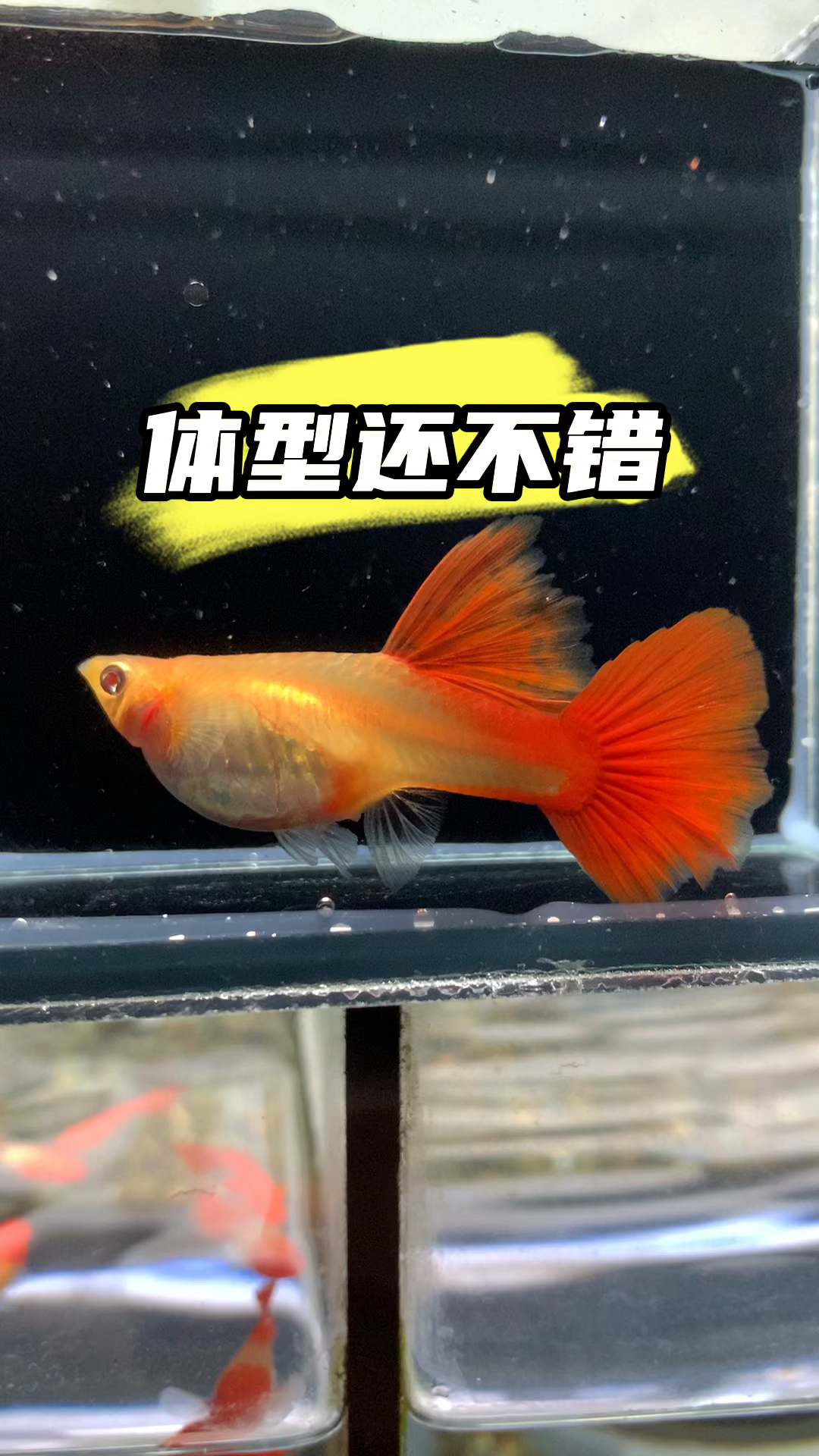 大背血红这个体型还不错 #孔雀鱼 #观赏鱼 #热带鱼 #水族 #养鱼人