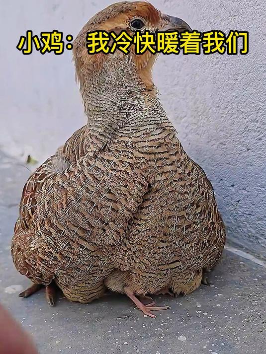 小鸡：我冷快暖着我们！搞笑配音