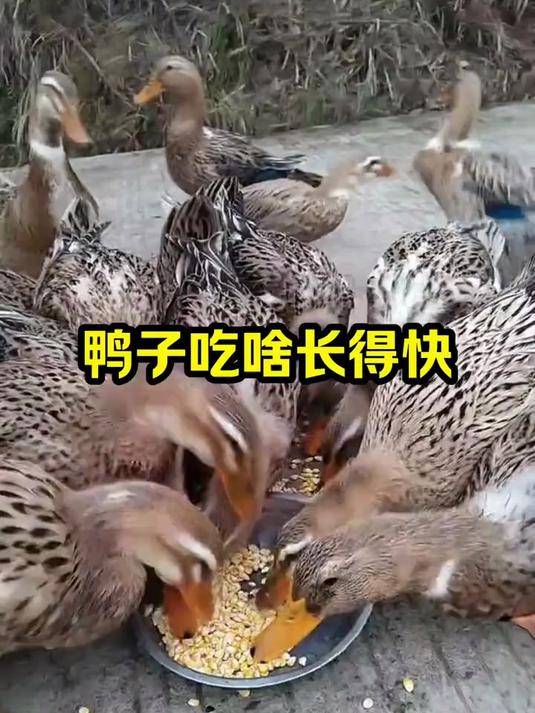鸭子吃啥长得快