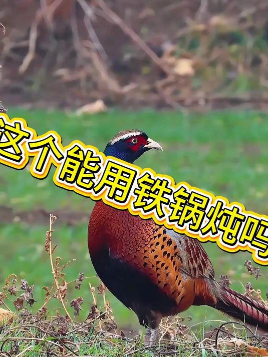 东北的野鸡