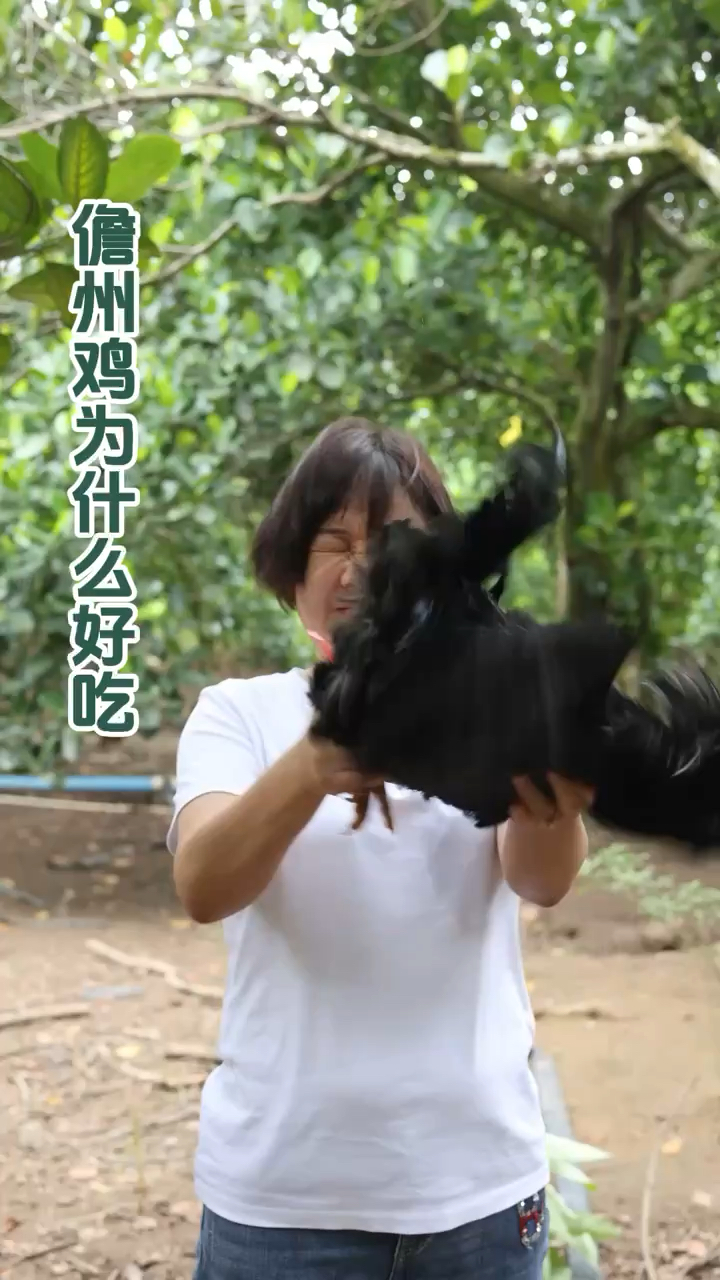 一只够野的鸡为什么好吃!决定鸡好吃的因素是什么?你们知道吗?