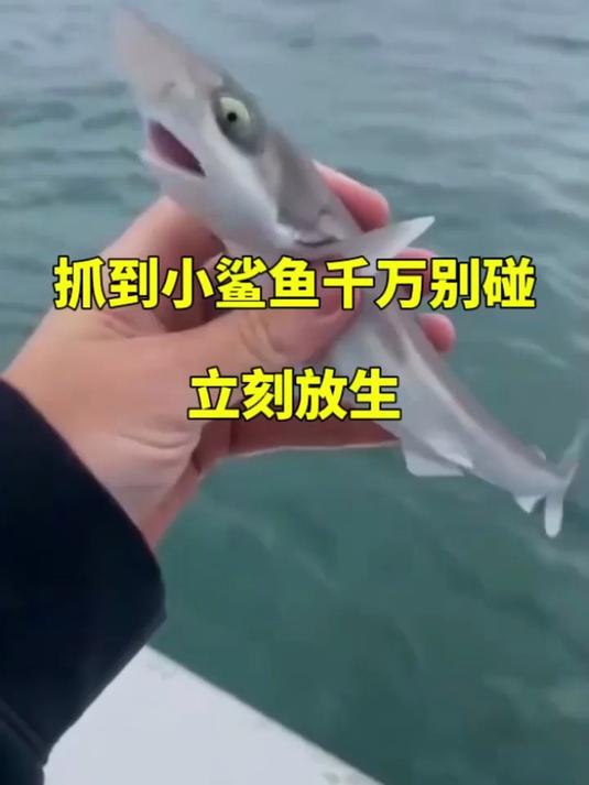 抓到小鲨鱼千万别碰,立刻放生