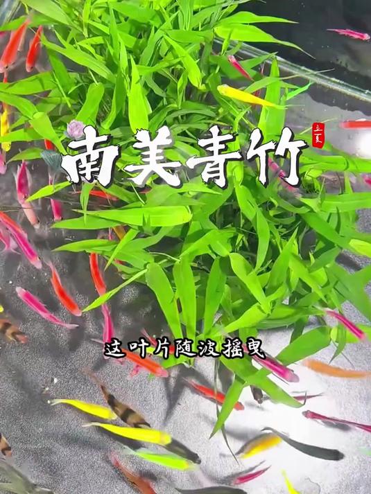 水下青竹林，养鱼更治愈#养鱼##养鱼日记##水草造景鱼缸#