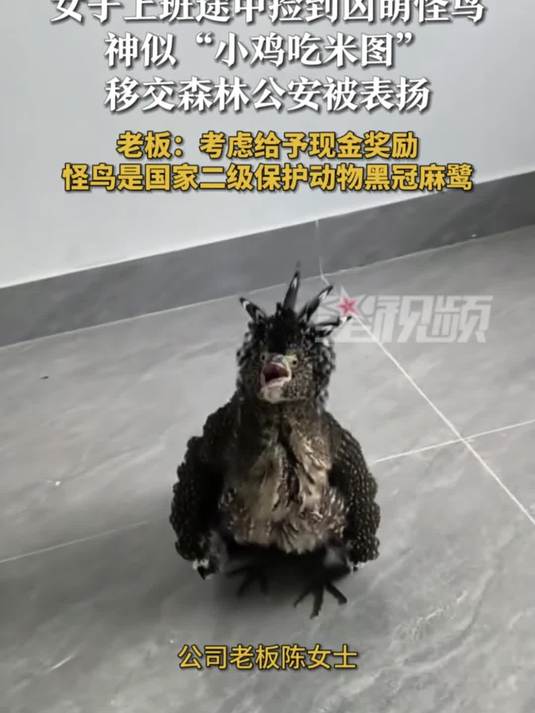 女子上班途中捡到怪鸟,脾气暴躁模样独特,神似“小鸡吃米图”