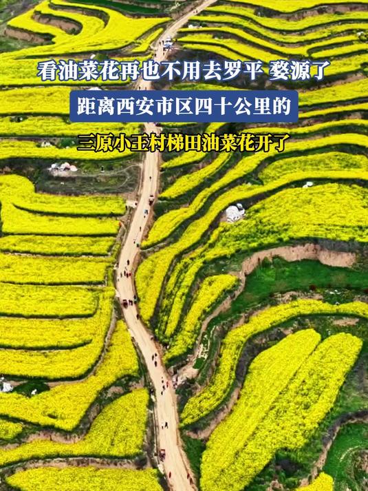 看油菜花再也不用去罗平、婺源了,距离西安市区四十公里的三原小王村梯田油菜花开了#花满春城我
