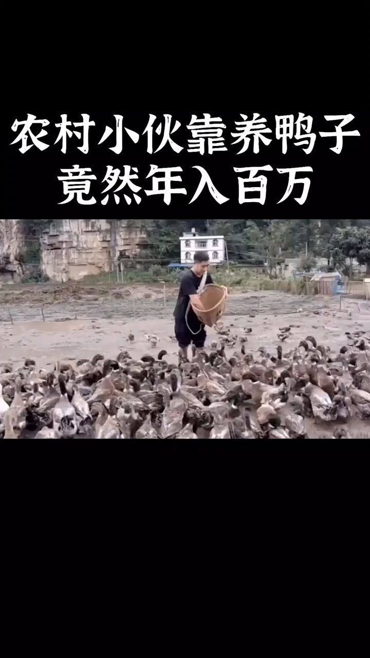 农村小伙靠养鸭子竟然年入百万