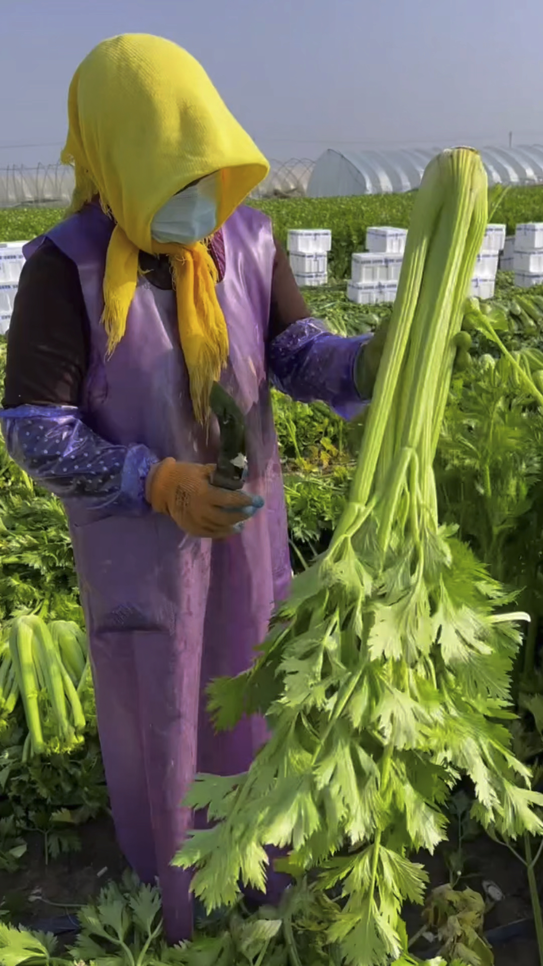 蔬菜种植顺口溜