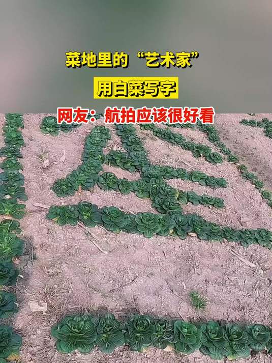 菜地里的“艺术家”，用白菜写字，网友：航拍应该很好看