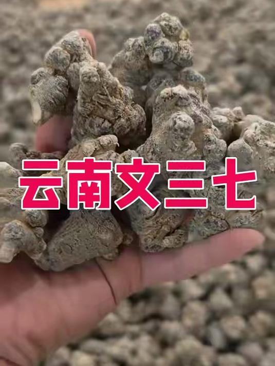 云南文山三七 33头 煲汤 田七粉#养生党必看##喝出好气色##三七粉功效##文山三七##