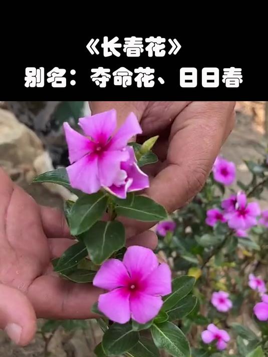 长春长春,四季皆春,路边常见的长春花,你的家乡叫它什么名字?
