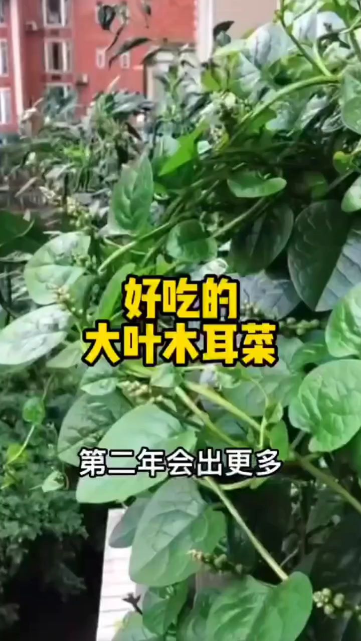 木耳菜凉拌做汤涮火锅都很美味