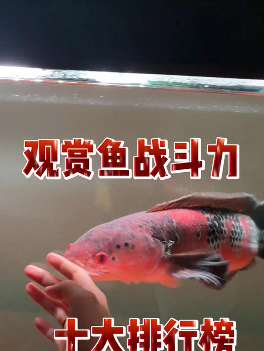 观赏鱼战斗力十大排行榜