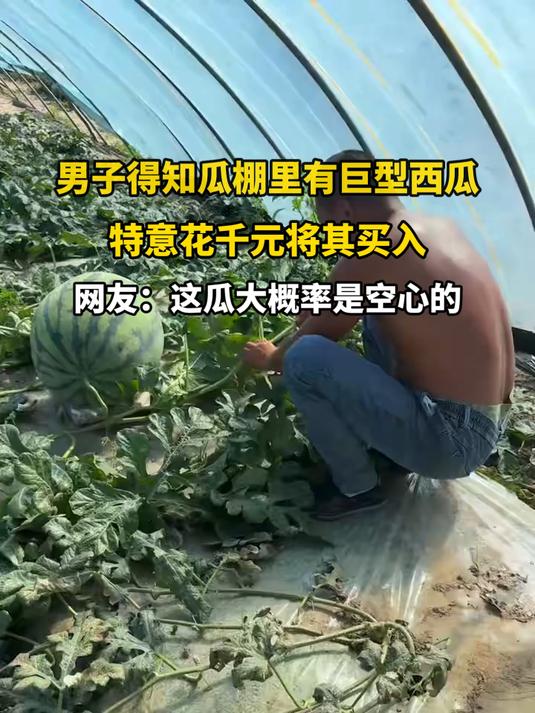 男子得知瓜棚里有巨型西瓜,特意花千元将其买入