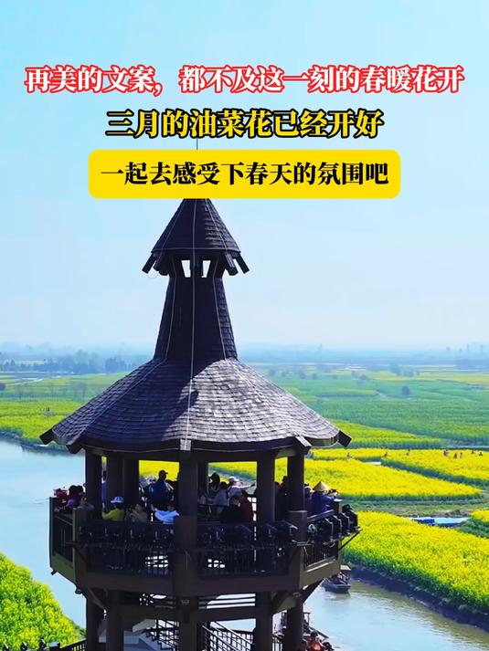 再美的文案,都不及这一刻的春暖花开,三月的油菜花已经开好
