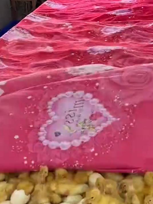 小鸭出壳日 男子一家开始收小鸭，这画面看着真解压