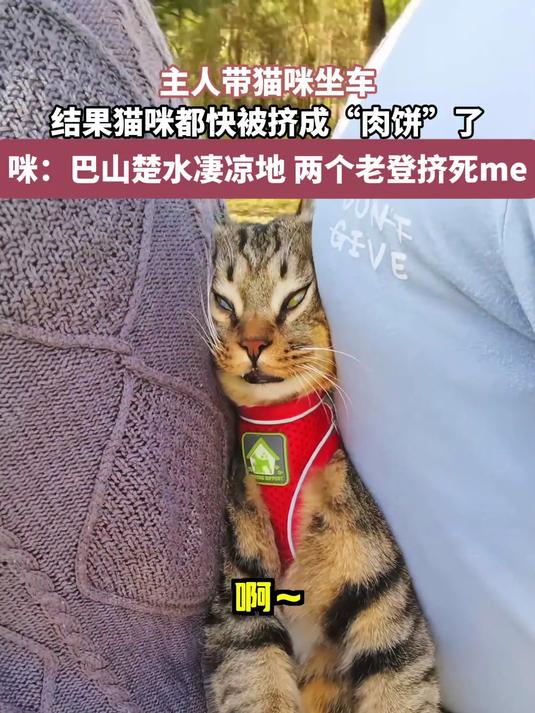 主人带猫咪坐车,结果猫咪都快被挤成“肉饼”了,真的好搞笑